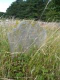 image of grave number 113057